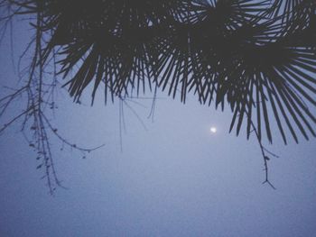 Trees against sky during winter