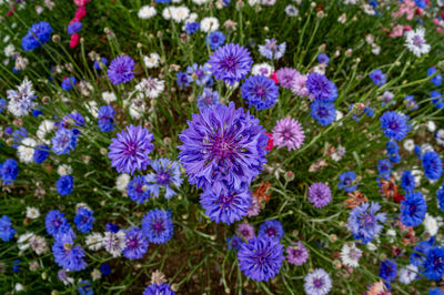 flowering plant
