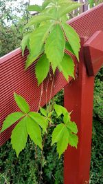 leaf
