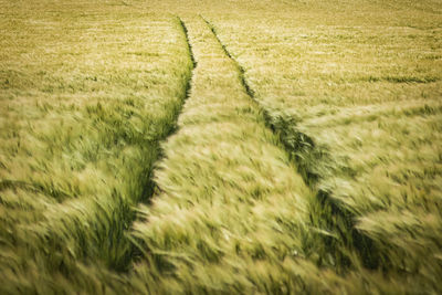 Full frame shot of corn field