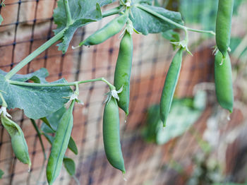 Green pea pods on plant in vegetable garden