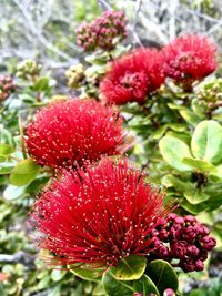 Close-up of red flowering plant