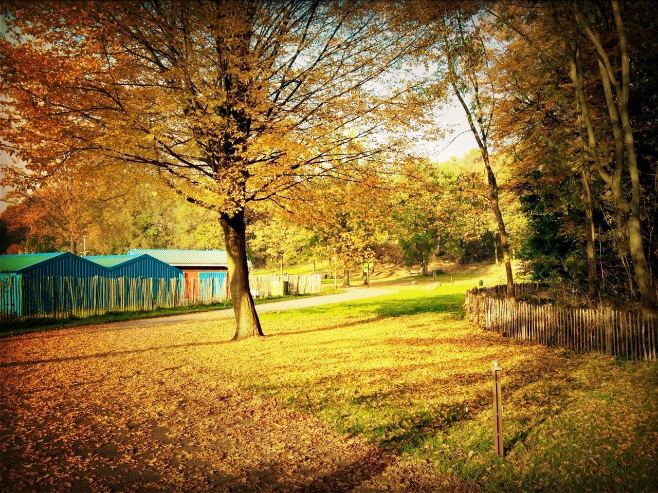 tree, grass, autumn, tranquility, park - man made space, nature, field, tree trunk, tranquil scene, landscape, growth, change, beauty in nature, bench, scenics, built structure, outdoors, green color, grassy, branch