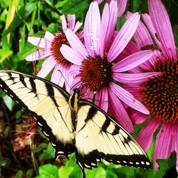Close-up of butterfly pollinating on pink flower