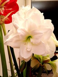 Close-up of flowers blooming outdoors