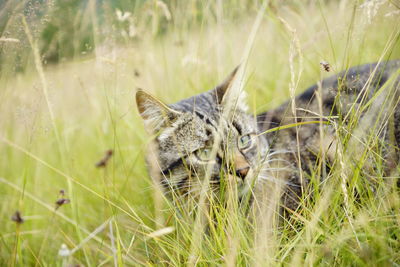 Close-up of cat on field