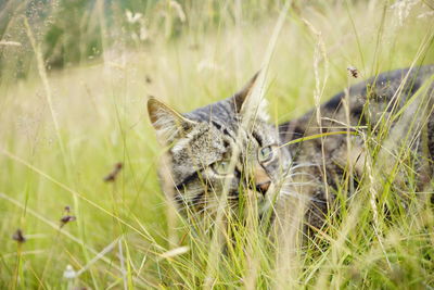 Cat in a field