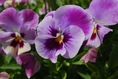 Close-up of purple flowering plants in park