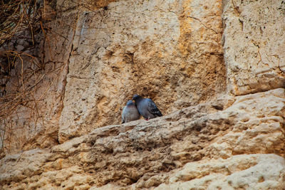 Rear view of man sitting on rock