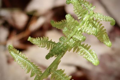 Curled green fern