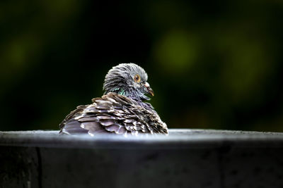 Close-up of bird perching on metal railing