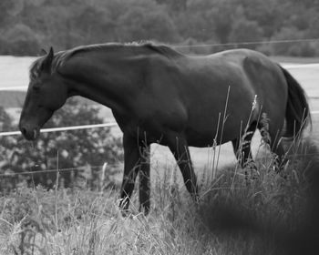 Horse grazing in field