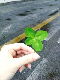 Close-up of hand holding leaves