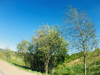 Trees by road against clear blue sky