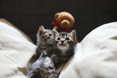 Close-up of kittens relaxing on bed