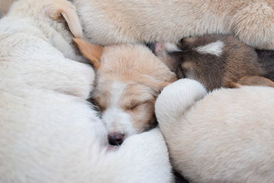 Close-up of dog sleeping