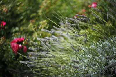 Close-up of insect on flower