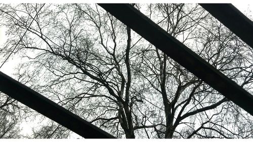 Low angle view of bare trees against sky