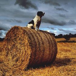 Hay bales on field