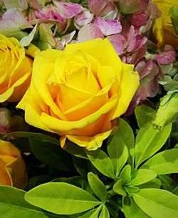 Close-up of yellow flowers blooming outdoors