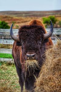 Portrait of bull eating hay on land