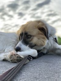 Close-up of a dog resting