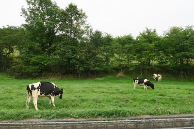 Cows grazing in a field