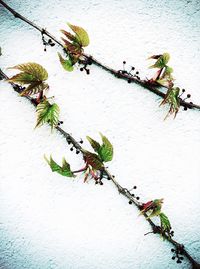 Ivy growing on wall