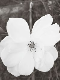 Close-up of white flower