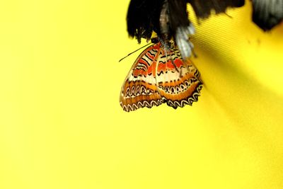 Close-up of butterfly on table