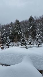Trees against sky during winter
