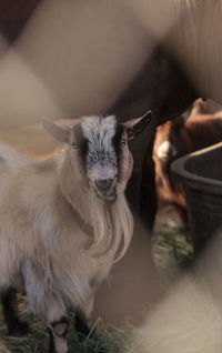 Close-up portrait of a goat