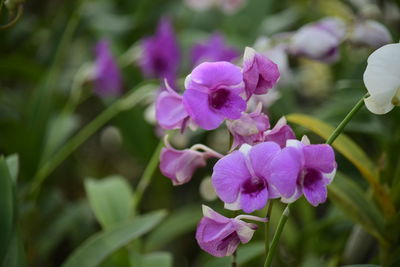 Close-up of purple flowering plant