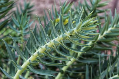 Close-up of succulent plant