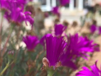 Close-up of pink flowering plants