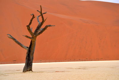 Bare tree on sand dunes in desert