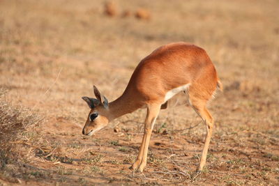 Side view of deer on field