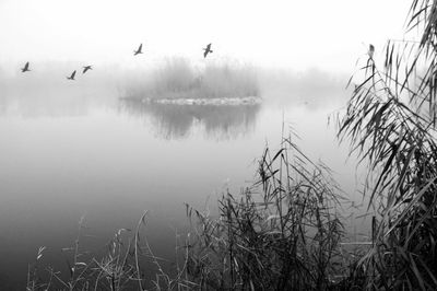 Birds flying over lake against sky