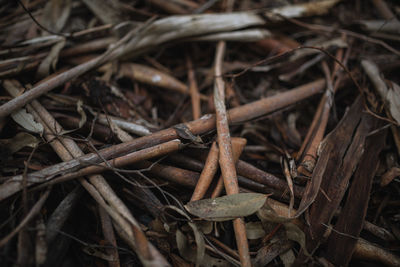 Close up of firewood