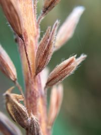 Close-up of flower