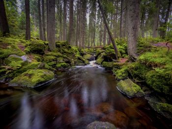 Scenic view of waterfall in forest