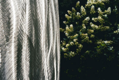 Close-up of plant against trees