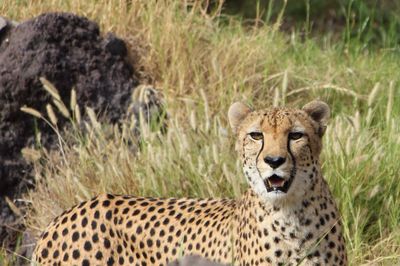 Portrait of cheetah on grassy field