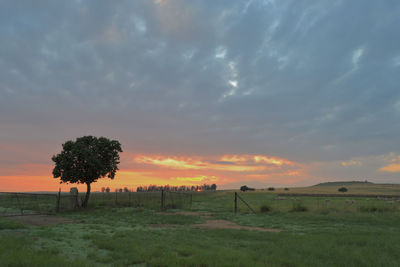 View of trees on grassy landscape at sunset