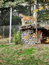 View of cat on wall in zoo