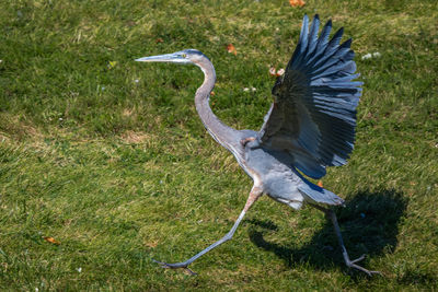 View of a bird flying in field