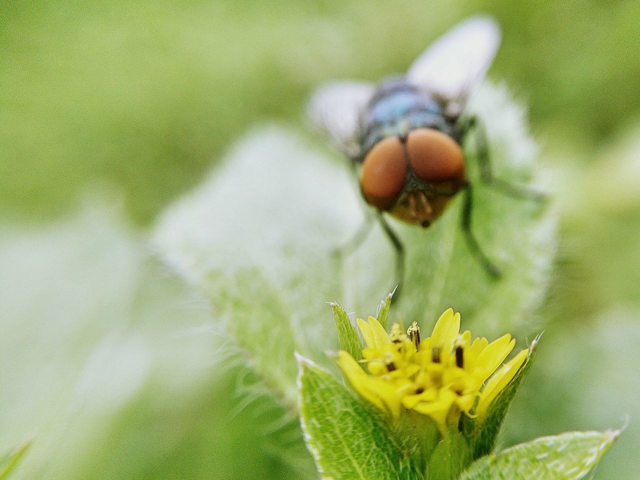 flower, growth, fragility, freshness, close-up, insect, focus on foreground, nature, beauty in nature, plant, flower head, petal, one animal, yellow, animal themes, selective focus, animals in the wild, single flower, wildlife, outdoors