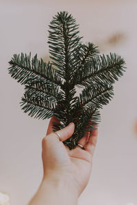 Close-up of hand holding leaves