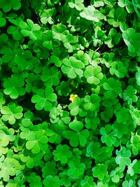 High angle view of plants