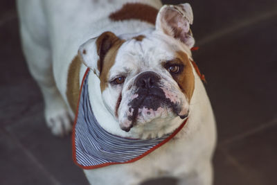 Beautiful close-up of bulldog